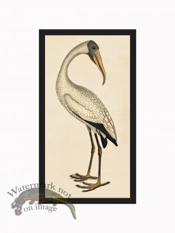 Rudbeck CFA_BF 250 Wood Ibis